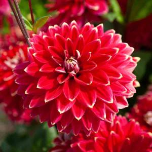 Dahlia Décoratif Mr. Optimist (x1)